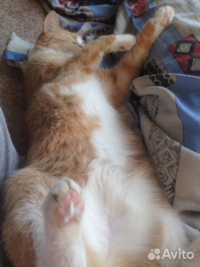 Передержка котов кошек