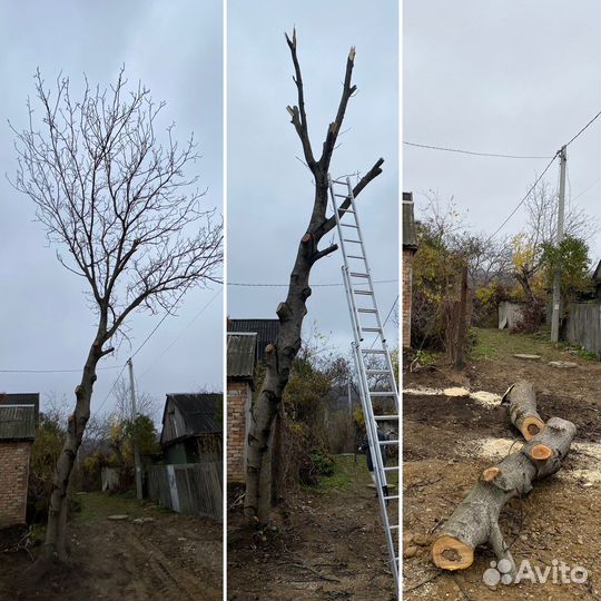 Спил деревьев