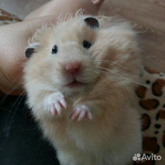 Сирийский хомяк