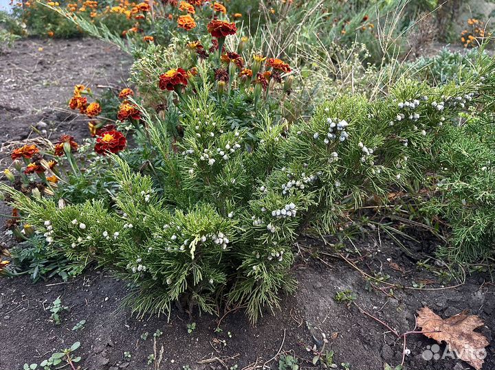 Продам можжевельник