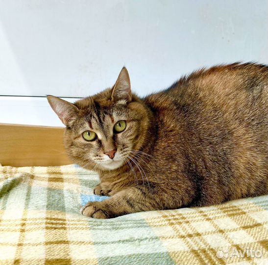 Плюшевая кошка Сильва в дар, в добрые руки