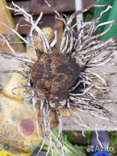 Луковицы калл