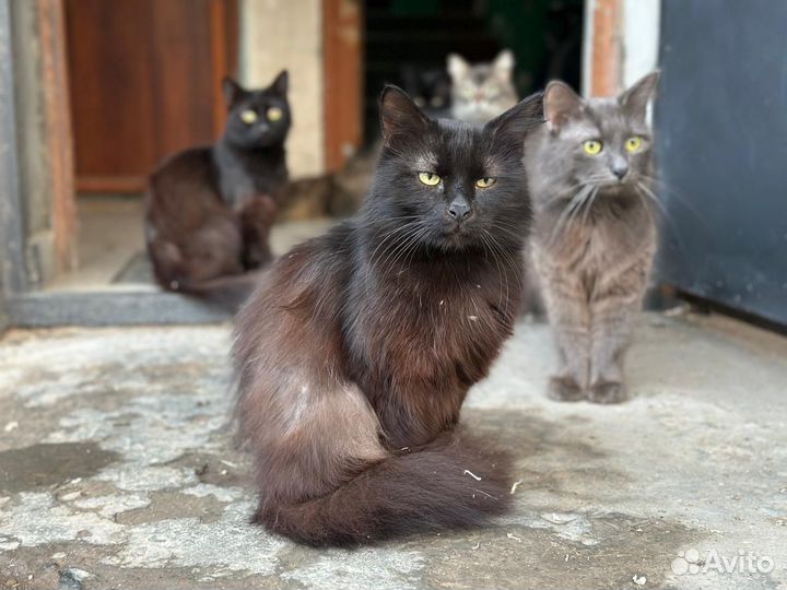 Кошка бесплатно
