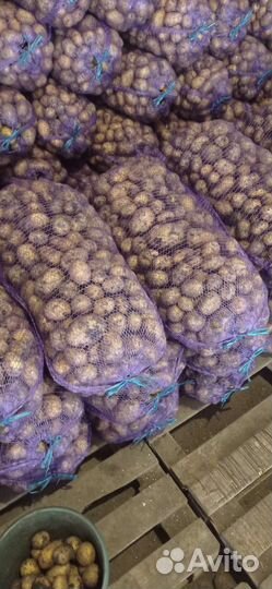 Картофель оптом