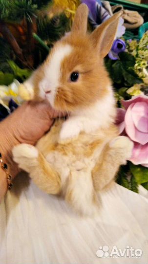 Кролики карликовые декоративные