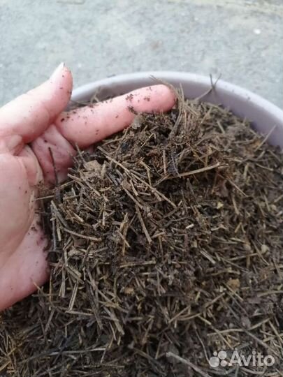 Хвойный перегной, опад