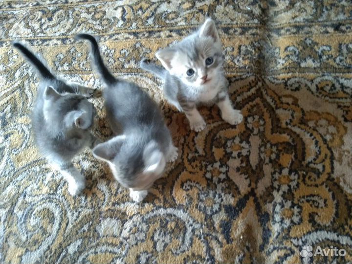 Котята отдам бесплатно