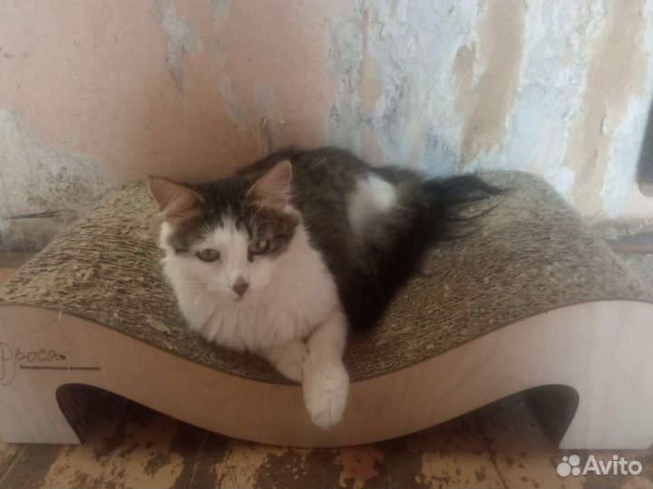 Кошка в дар бесплатно