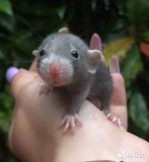 Питомник. Дамбо крысы, крысята, крыса