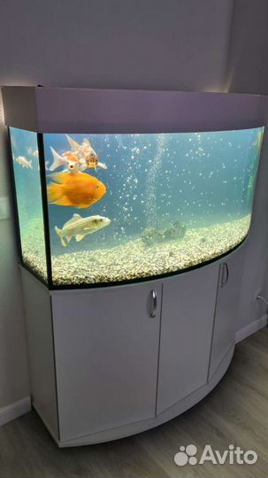 Аквариумы на заказ