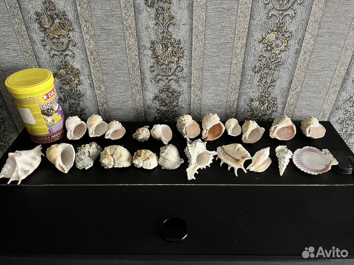 Морские ракушки