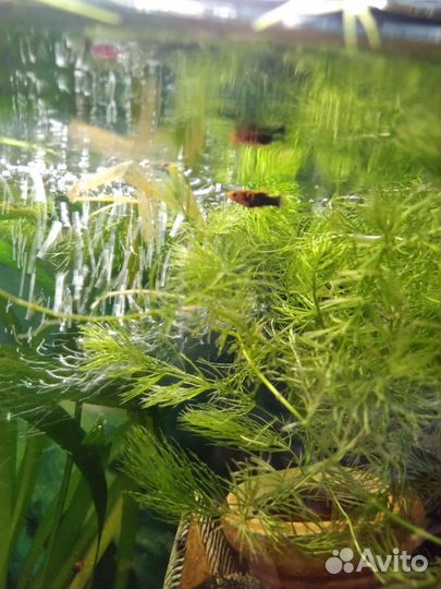 Аквариумные рыбки