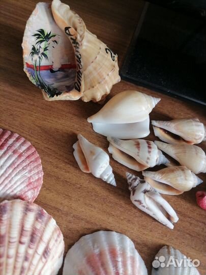 Морские ракушки раковины