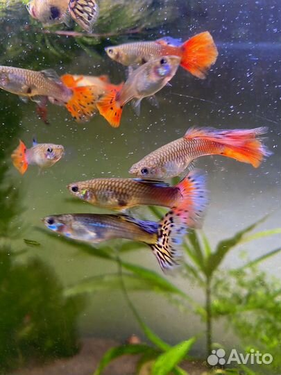 Аквариумные рыбки гуппи