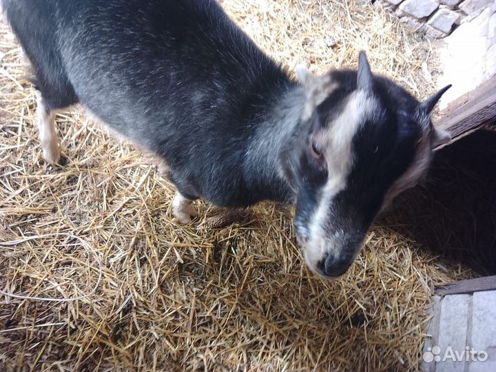 Козы ламанча