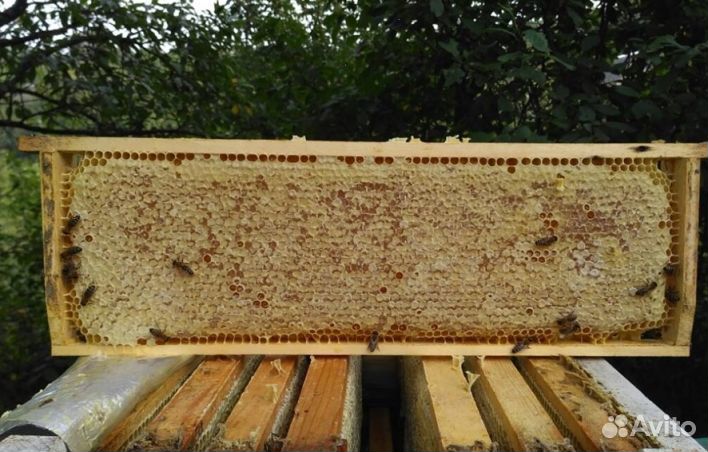 Мёд натуральный опт