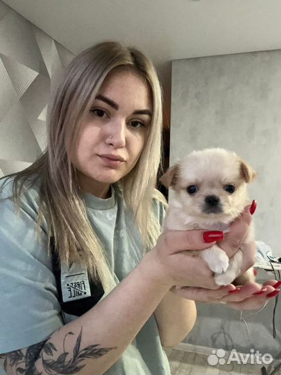 Щенки чихуахуа