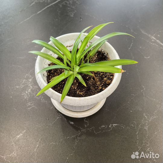 Хлорофитумы разные