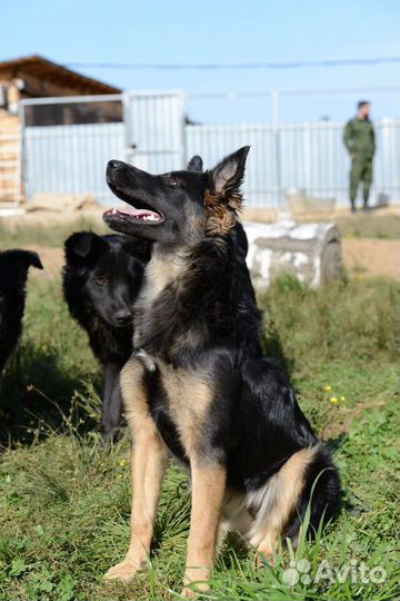 Хорошенькая собачка Лара ищет маму и папу