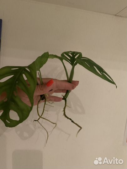 Монстера манки