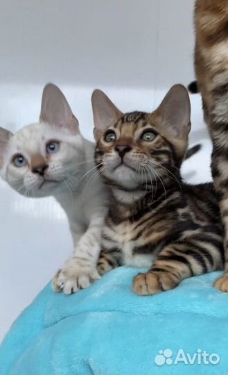 Кошечка бенгальская