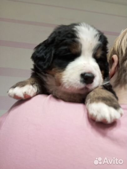 Берносчастье