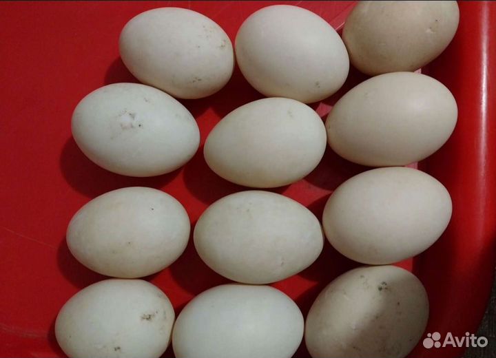 Яйцо индоутки