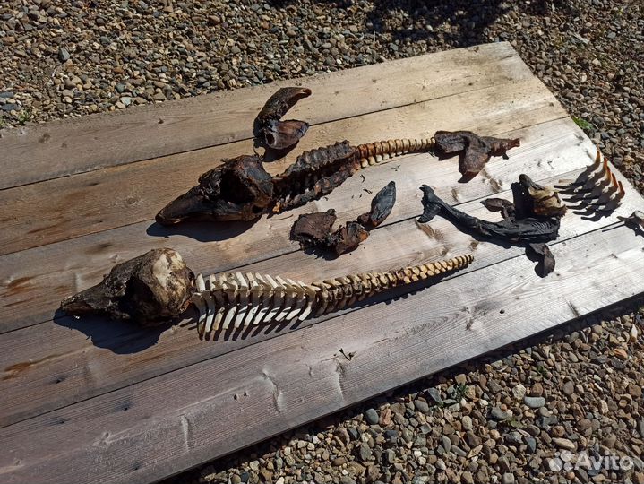 Скелет дельфина Чёрного моря