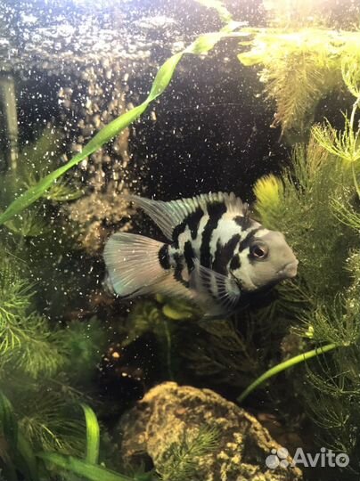 Аквариумные рыбки