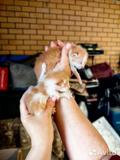 Котята в добрые руки бесплатно