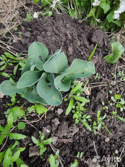 Хоста, белая фиалка, декоративный лук, ирисы