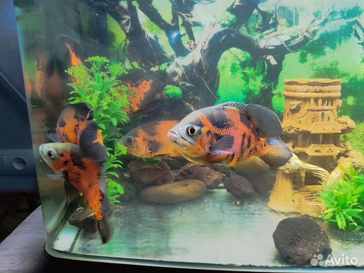 Астронотусы