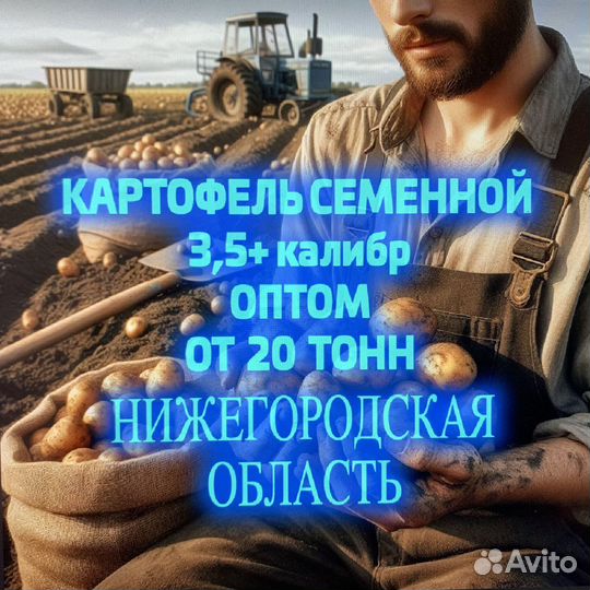 Картофель оптом семенной. Нижний Новогород