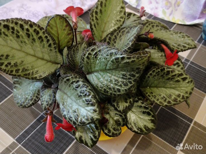 Растение домашнее