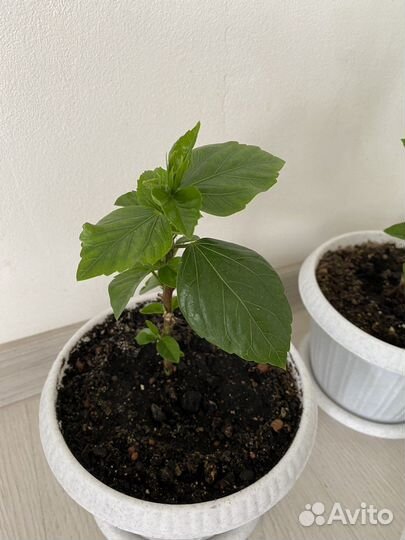 Дримиопсис пятнистый и Китайская Роза