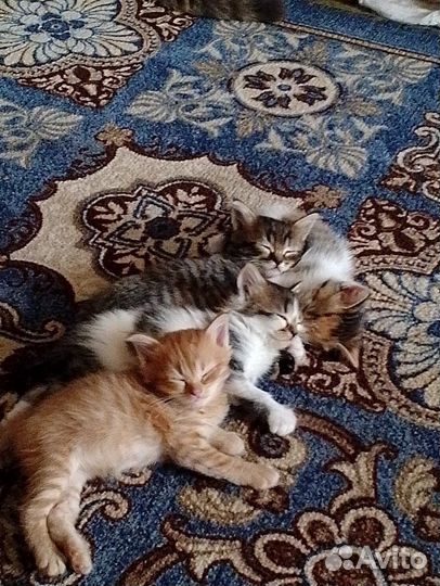 Котята в добрые руки