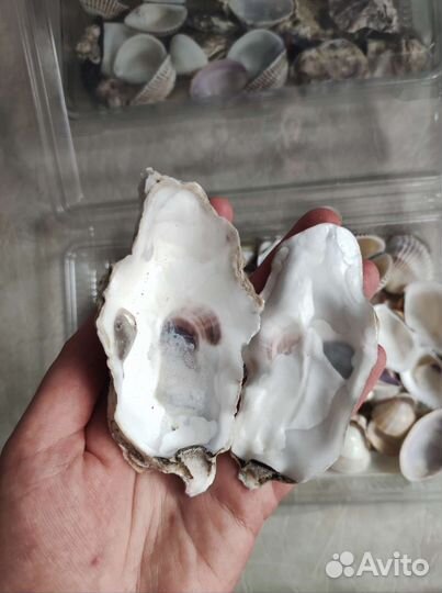 Морские ракушки раковины