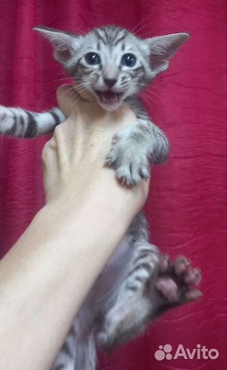 Ориентальная