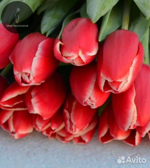 Тюльпаны луковицы