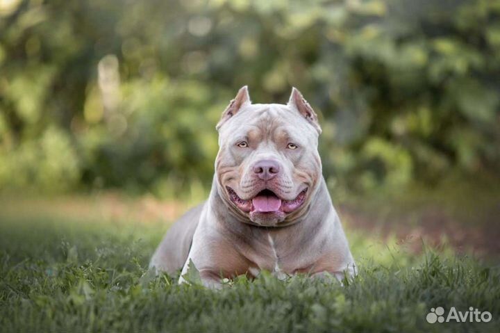 Американский булли вязка