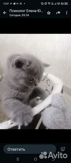 Британские котята