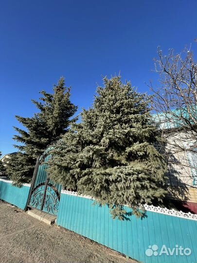 Ель голубая