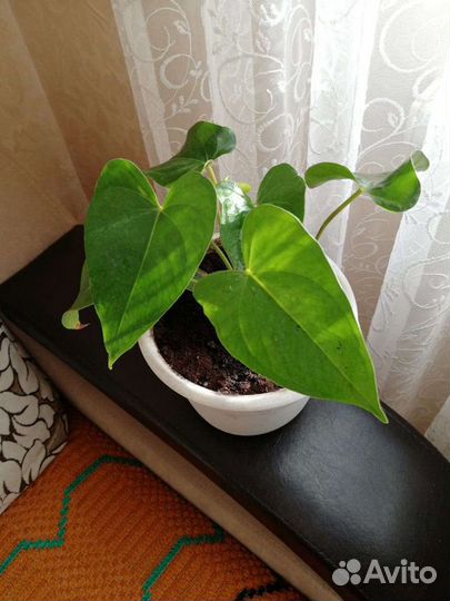 Антуриум мужское счастье комнатные цветы