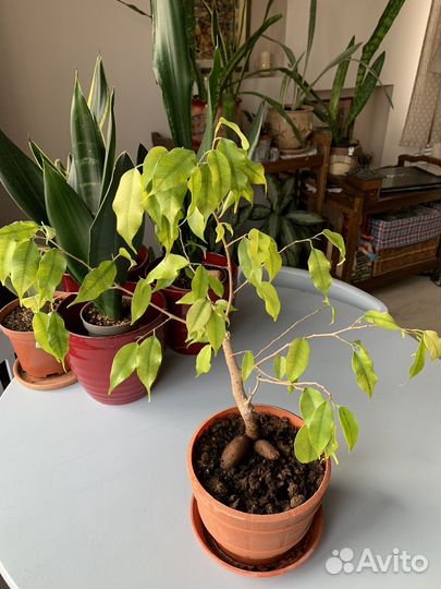 Фикус бенджамина Голден Моник