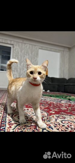Кошка с котенком