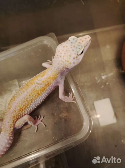 Геккон эублефар