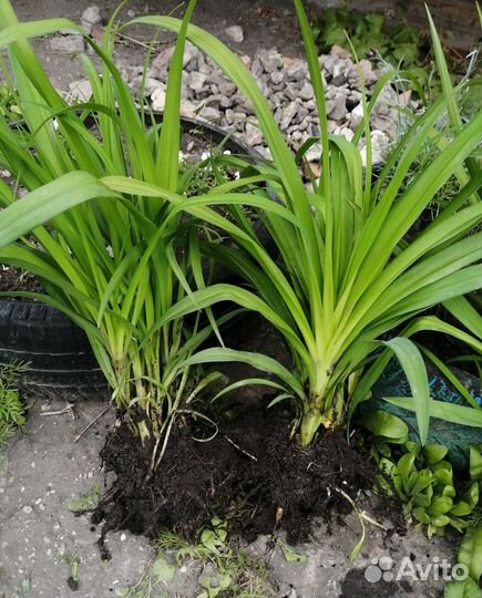 Лилейники, Лилии