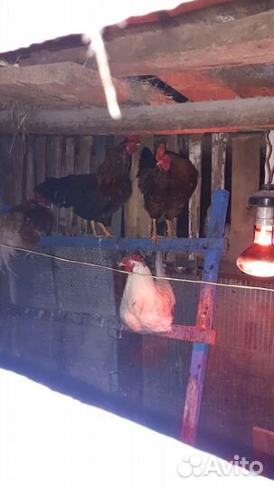 Куры петухи