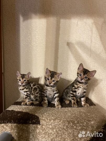 Бенгальские котята