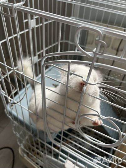 Шиншилла Белая